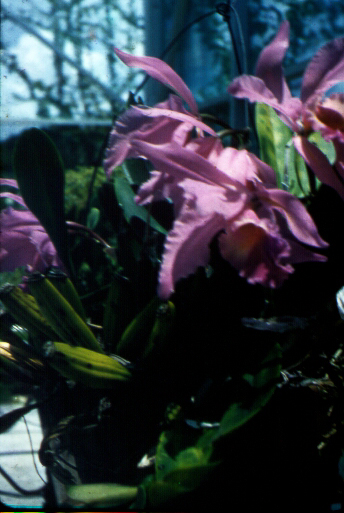 Orchids