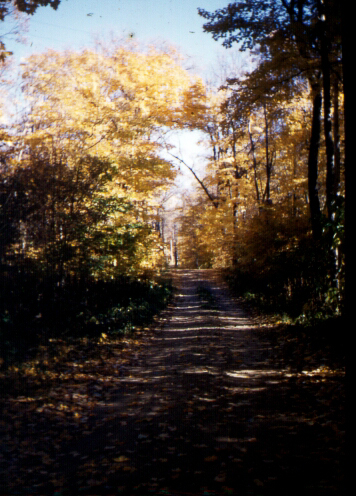 Fall Colors
