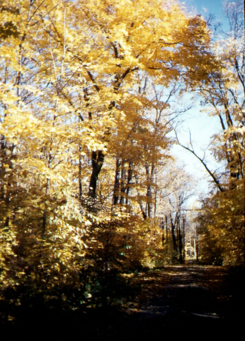 Fall Colors