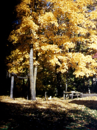 Twin Pines Resort - Minnesota