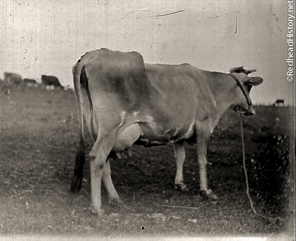A long horn milker
