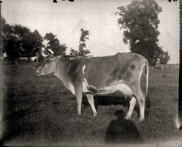 A long horn milker