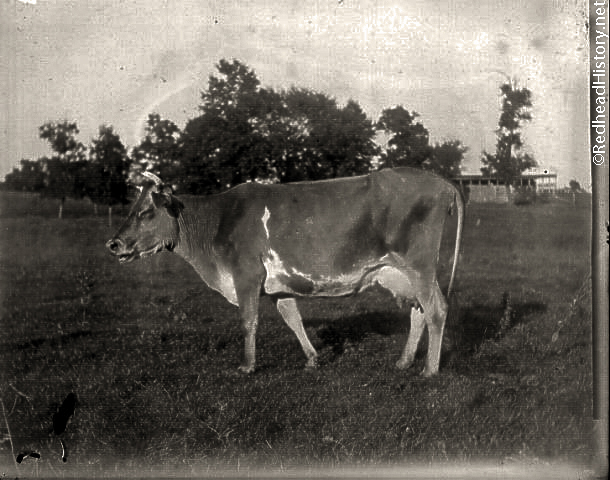A long horn milker