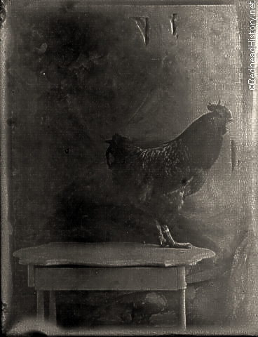 Rhode Island Red inside posing