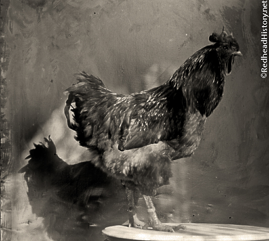 Rhode Island Red inside posing