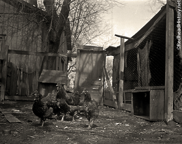 Rhode Island Reds outside the barn