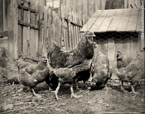 Rhode Island Reds outside the barn