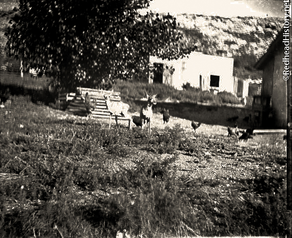 Fawns and chickens