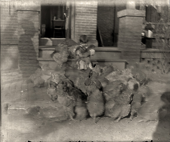 Herbert Henry Redhead feeding chickens